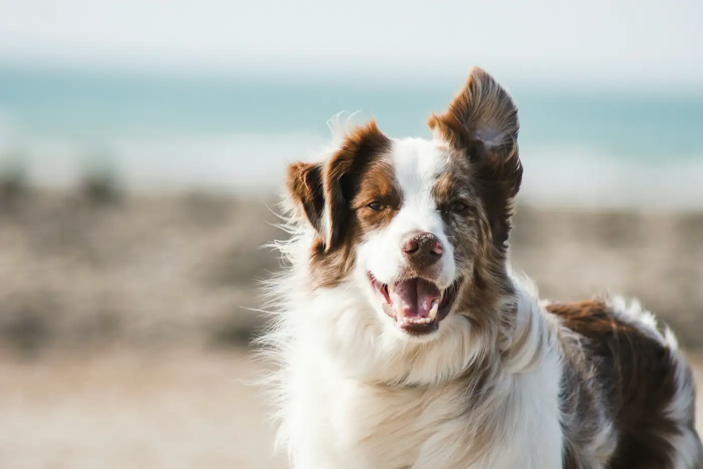 A dog. Illustrative photo, not a patient of this clinic.