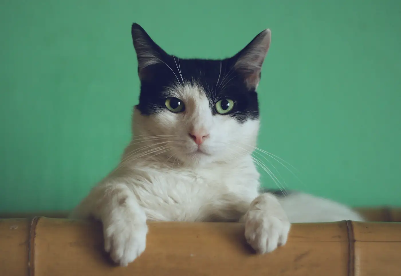 A cat. Illustrative photo, not a patient of this clinic.