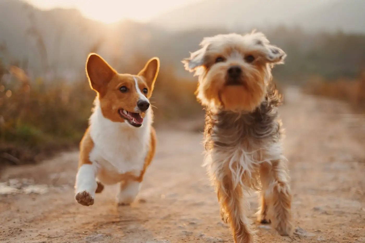 Two dogs outdoors. Illustrative photo.